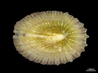 藏品(鍾陳氏裂螺)的圖片